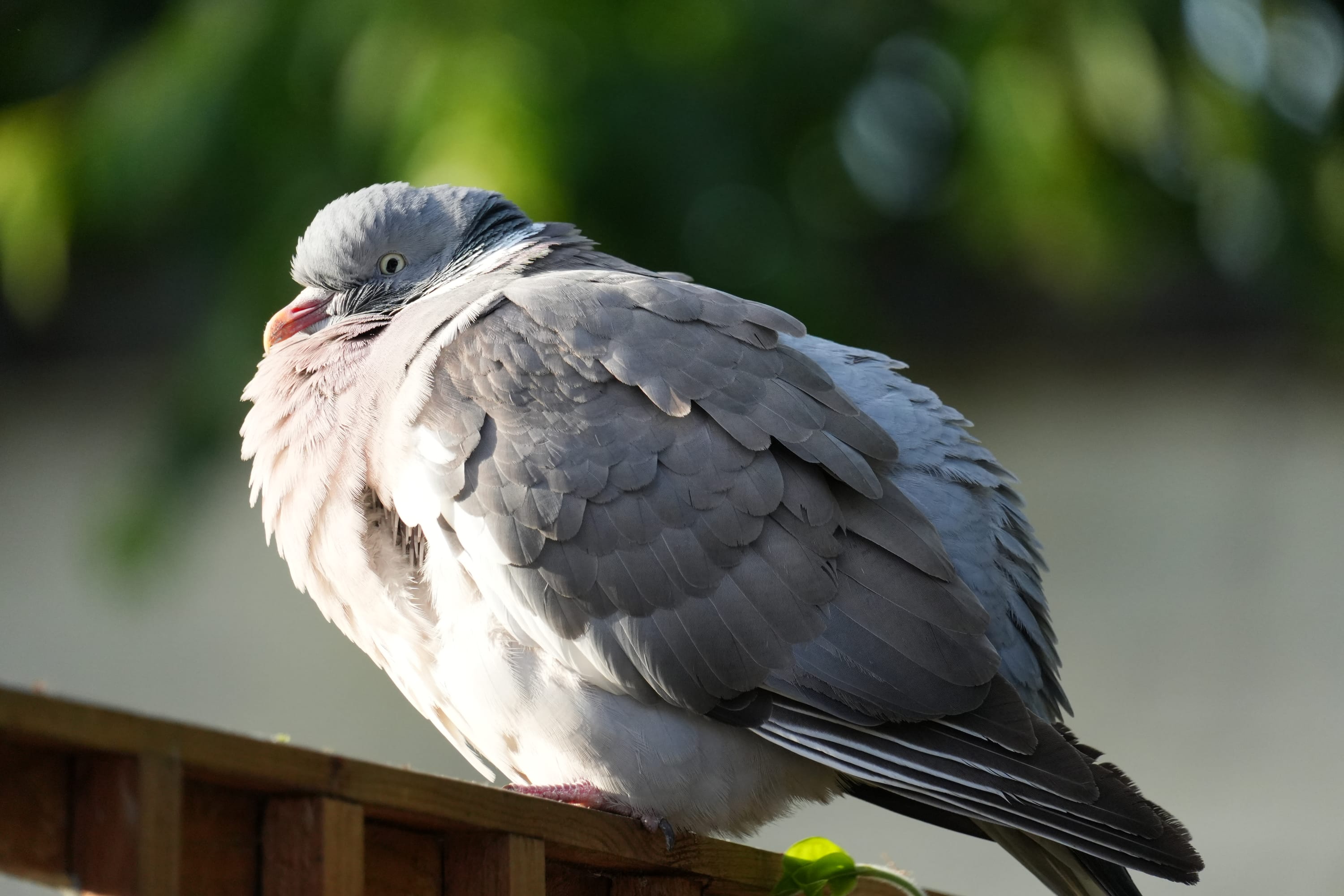 Pigeon