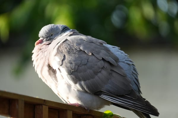 Pigeon